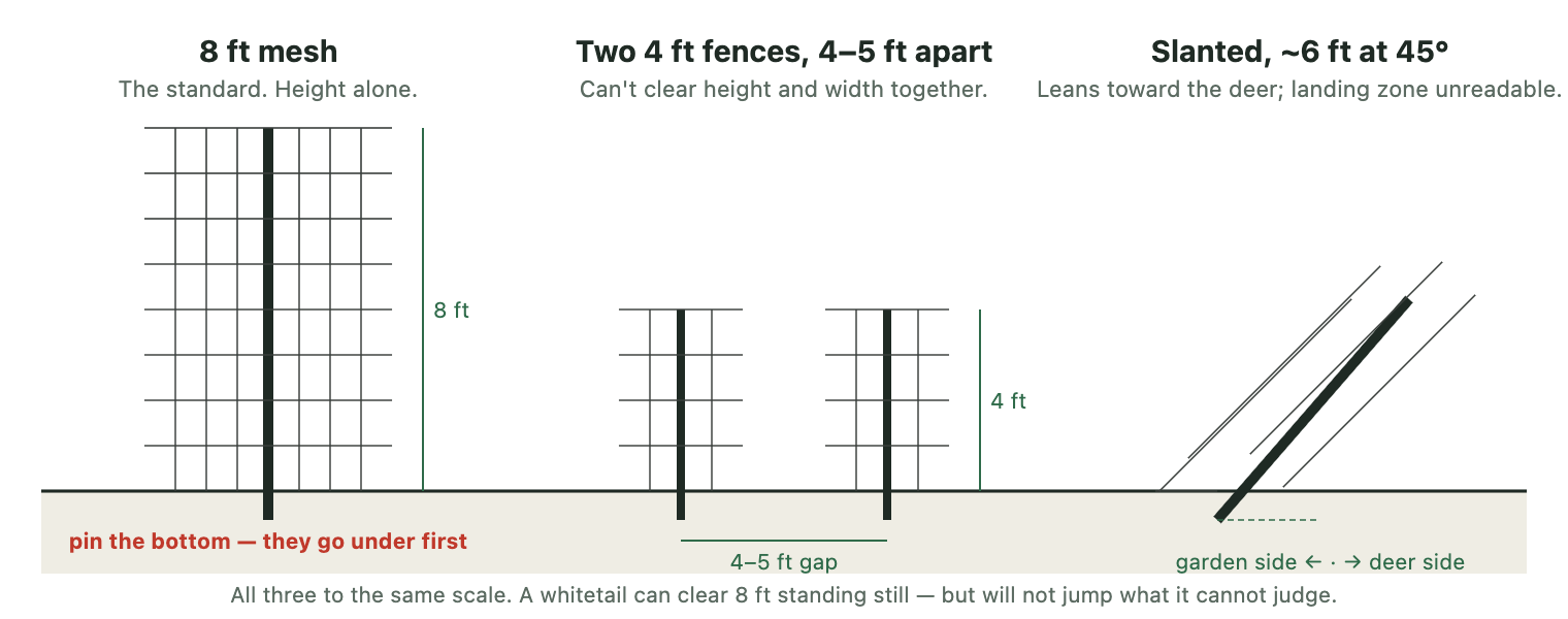 Three deer fence designs to the same scale: a single 8-foot mesh fence; two 4-foot fences set 4 to 5 feet apart; and a 6-foot fence slanted outward at 45 degrees toward the deer side.